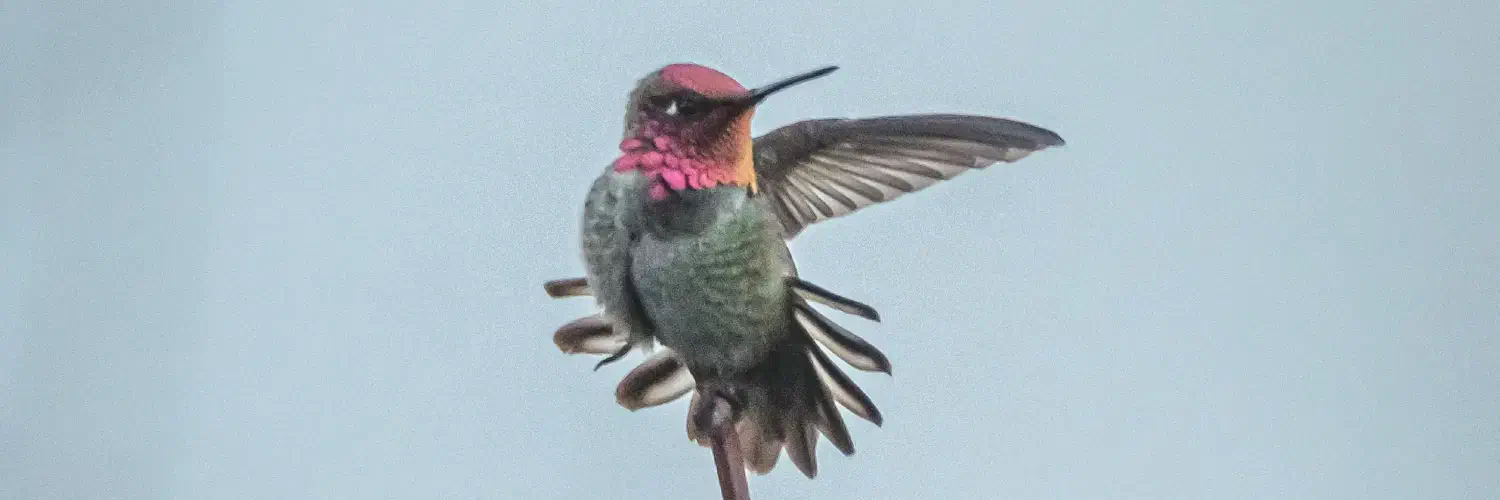 An Anna's Jay Hummingbird with its head and left wing pointing left